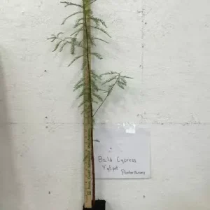 Bald Cypress Tree - 4 Inch Quart Pot Taxodiun Distichun - 6-12 Inch Tall Conifer