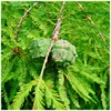 Bald Cypress Tree 5 Pack - 12 to 24 Inch Landscape Trees Bare Root Taxodium Distichum