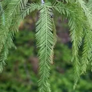 Bald Cypress Tree 5 Pack - 12 to 24 Inch Landscape Trees Bare Root Taxodium Distichum