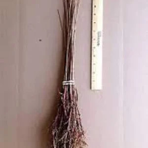 Bald Cypress Tree 5 Pack - 12 to 24 Inch Landscape Trees Bare Root Taxodium Distichum