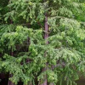 Bald Cypress Tree 5 Pack - 12 to 24 Inch Landscape Trees Bare Root Taxodium Distichum