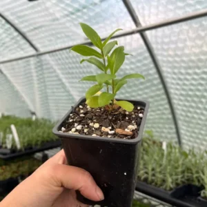 Bambini Lucky Lilac Garden Phlox Plant 3.25in Pot - Tall Phlox Healthy Starter - Fragrant Long-Blooming Flower - Assorted Colors