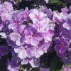Bambini Lucky Lilac Garden Phlox Plant Tall Fragrant Flower Healthy Starter Perennial