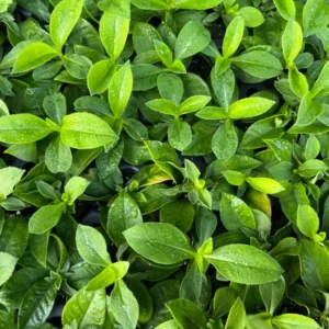 Bambini Lucky Lilac Garden Phlox Plant Tall Fragrant Flower Healthy Starter Perennial