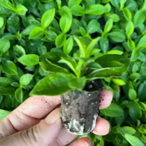 Bambini Lucky Lilac Garden Phlox Plant Tall Fragrant Flower Healthy Starter Perennial