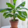 Banana Dwarf Musa Cavendish Rooted Starter Plant - Tropical Perennial - Green