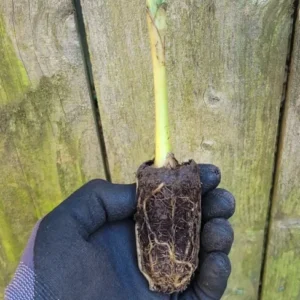 Banana Dwarf Musa Cavendish Rooted Starter Plant - Tropical Perennial - Green