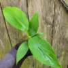 Banana Musa Gran Nain Chiquita Live Plant Rooted Plug Starter Green Perennial