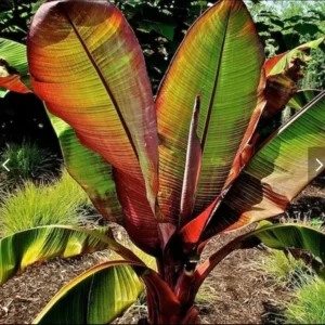 Banana Musa Red Banana Ensete Maurelli Rooted Starter Live Plug