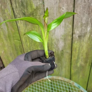 Banana Musa Red Banana Ensete Maurelli Rooted Starter Live Plug