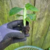 Banana Musa Truly Tiny Rooted Starter Live Plug - Dwarf Banana Plant - Green Perennial