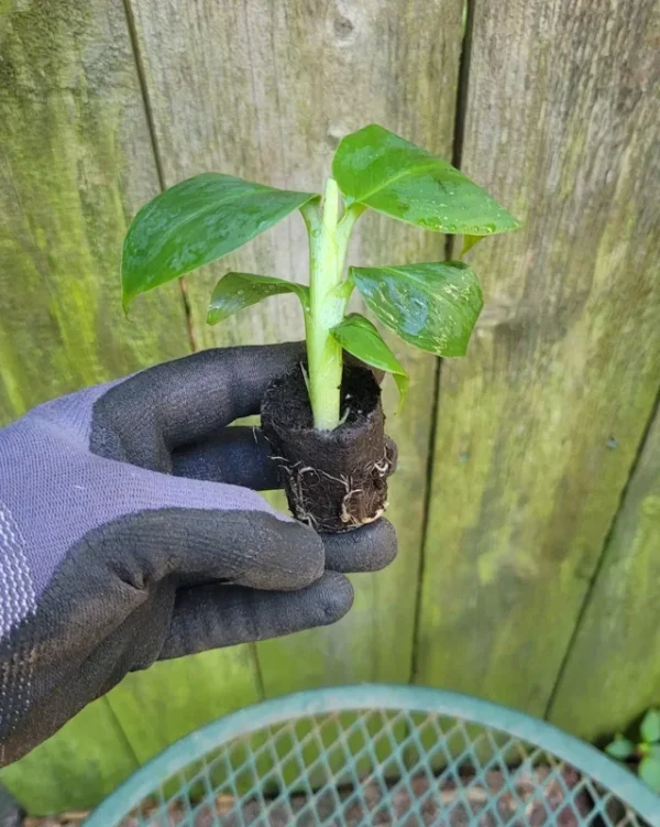 Banana Musa Truly Tiny Rooted Starter Live Plug - Dwarf Banana Plant - Green Perennial