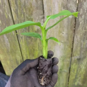 Banana Musa Truly Tiny Rooted Starter Live Plug - Dwarf Banana Plant - Green Perennial
