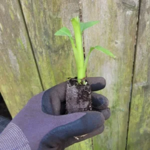 Banana Musa Truly Tiny Rooted Starter Live Plug - Dwarf Banana Plant - Green Perennial