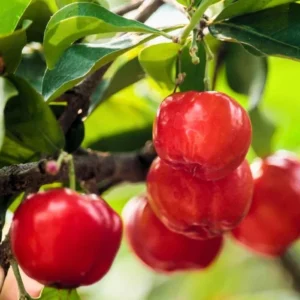 Barbados Cherry Plant Live - Malpighia Glabra Plant 4 to 6 Inch - Garden Ready