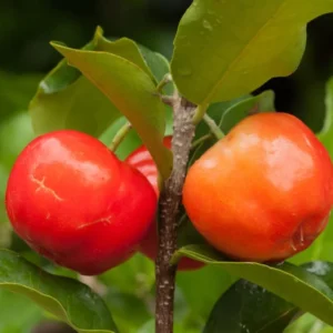 Barbados Cherry Plant Live - Malpighia Glabra Plant 4 to 6 Inch - Garden Ready