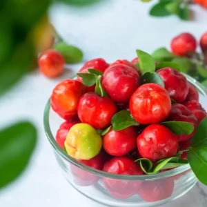 Barbados Cherry Plant Live - Malpighia Glabra Plant 4 to 6 Inch - Garden Ready