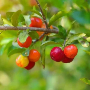Barbados Cherry Plant Live - Malpighia Glabra Plant 4 to 6 Inch - Garden Ready