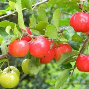 Barbados Cherry Plant Live - Malpighia Glabra Plant 4 to 6 Inch - Garden Ready