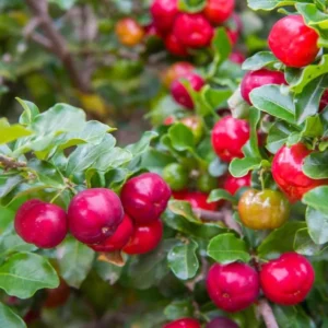 Barbados Cherry Plant Live - Malpighia Glabra Plant 4 to 6 Inch - Garden Ready