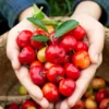 Barbados Cherry Tree - 1 Gallon Potted Red Cherry Fruit Tree Seedling Tropical