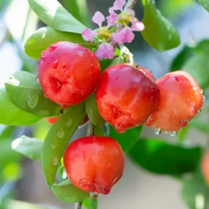 Barbados Cherry Tree - 1 Gallon Potted Red Cherry Fruit Tree Seedling Tropical