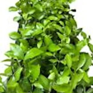 Barbados Cherry Tree 10-Pack Live Starter Plants - Malpighia Emarginata Fruit Tree Homestead Perennial