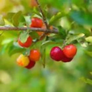 Barbados Cherry Tree 10-Pack Live Starter Plants - Malpighia Emarginata Fruit Tree Homestead Perennial