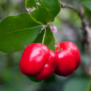 Barbados Cherry Tree Live Plant - Acerola Sweet Cherry Fruit Tree - Outdoor Ready