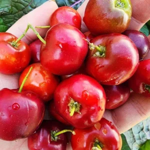 Barbados Cherry Tree Live Plant - Acerola Sweet Cherry Fruit Tree - Outdoor Ready