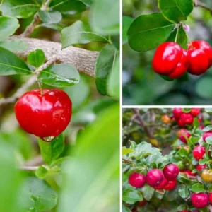 Barbados Cherry Tree Live Plant - Acerola Sweet Cherry Fruit Tree - Outdoor Ready