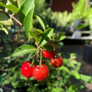 Barbados Cherry Tree Live Plant - Acerola Sweet Cherry Fruit Tree - Outdoor Ready