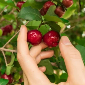 Barbados Cherry Tree Live Plant - Acerola Sweet Cherry Fruit Tree - Outdoor Ready