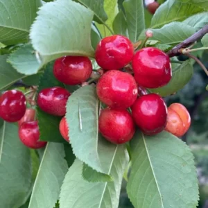 Barbados Cherry Tree Live Plant - Acerola Sweet Cherry Fruit Tree - Outdoor Ready
