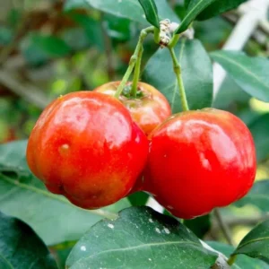 Barbados Cherry Tree Live Plant - Acerola Sweet Cherry Fruit Tree - Outdoor Ready