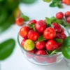 Barbados Cherry Tree - Malpighia Emarginata Live Starter Plant Fruit Tree Homestead Perennial