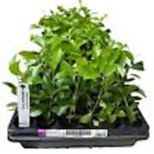 Barbados Cherry Tree - Malpighia Emarginata Live Starter Plant Fruit Tree Homestead Perennial