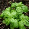 Basil Italian Leaf Plant - Live Herb - 3-5 Inch Tall Potted
