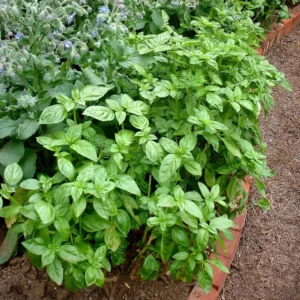 Basil Italian Leaf Plant - Live Herb - 3-5 Inch Tall Potted