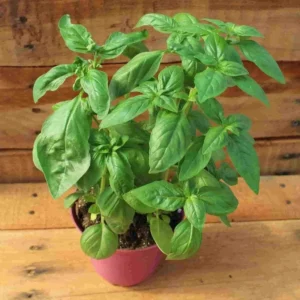 Basil Italian Leaf Plant - Live Herb - 3-5 Inch Tall Potted