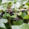 Ben Connan Black Currant Plant - Live Rooted Starter Shrub - 8-12 Inch - Zones 4-8