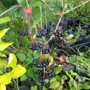 Ben Connan Black Currant Plant - Live Rooted Starter Shrub - 8-12 Inch - Zones 4-8