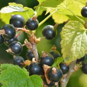 Ben Connan Black Currant Plant - Live Rooted Starter Shrub - 8-12 Inch - Zones 4-8