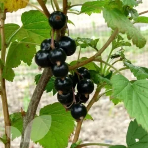 Ben Connan Black Currant Plant - Live Rooted Starter Shrub - 8-12 Inch - Zones 4-8