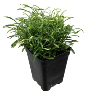 Biblical Gold Threads St. Joseph's Coat Houseplant 2.5