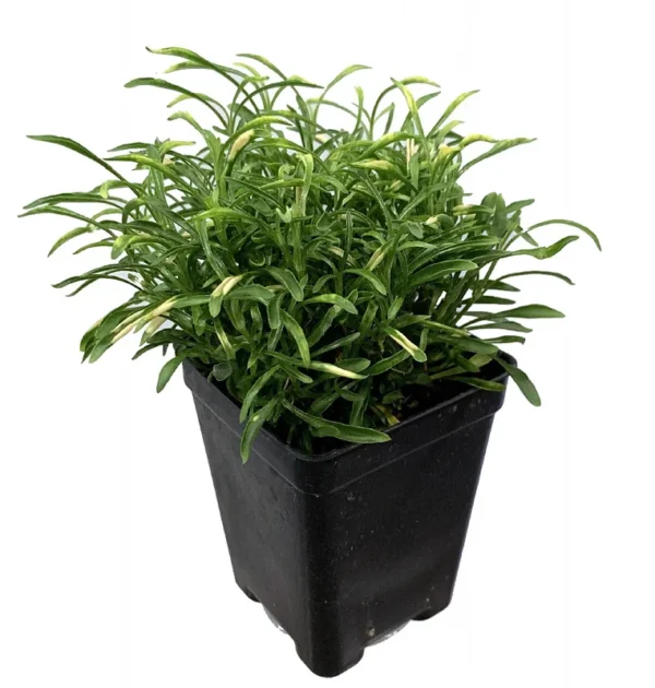 Biblical Gold Threads St. Joseph's Coat Houseplant 2.5" Pot - Alternanthera Easy Care