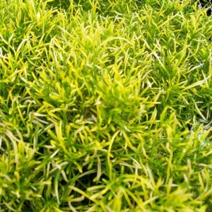 Biblical Gold Threads St. Joseph's Coat Houseplant 2.5" Pot - Alternanthera Easy Care