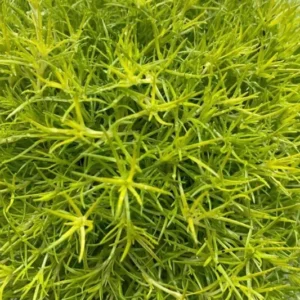 Biblical Gold Threads St. Joseph's Coat Houseplant 2.5