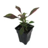 Biblical Red St. Joseph's Coat Plant - Easy Houseplant - 2.5" Pot - Colorful Foliage