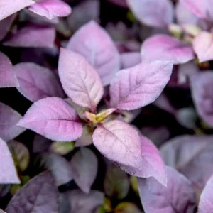 Biblical Red St. Joseph's Coat Plant - Easy Houseplant - 2.5